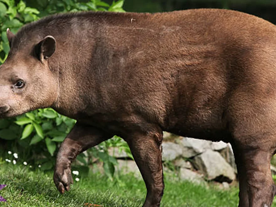 5 Hal Unik Tentang Tapir Brasil yang Tidak Banyak Diketahui