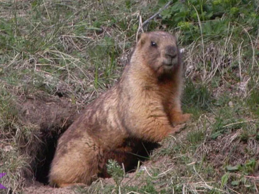 4 Hal yang Membuat Marmut Tanah Hewan yang Tidak Biasa
