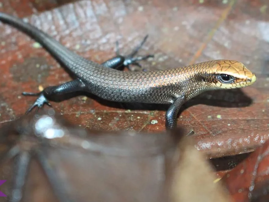 4 Ciri Khas Kadal Kebun yang Membuatnya Mudah Dikenali