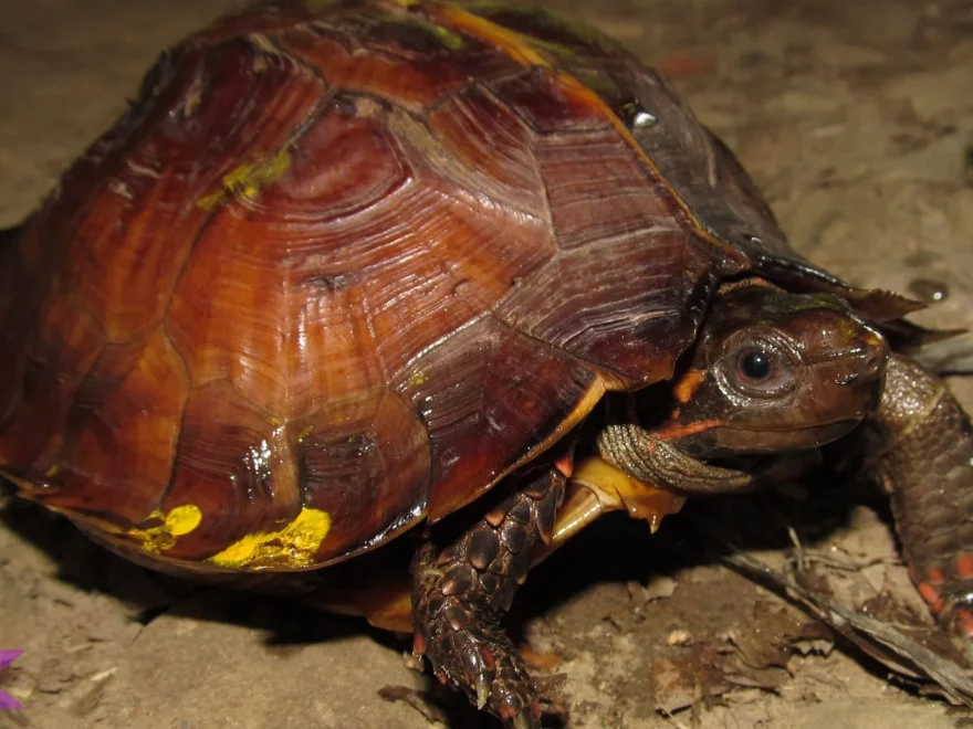 Mengungkap 5 Rahasia Kura-kura Duri di Habitat Aslinya