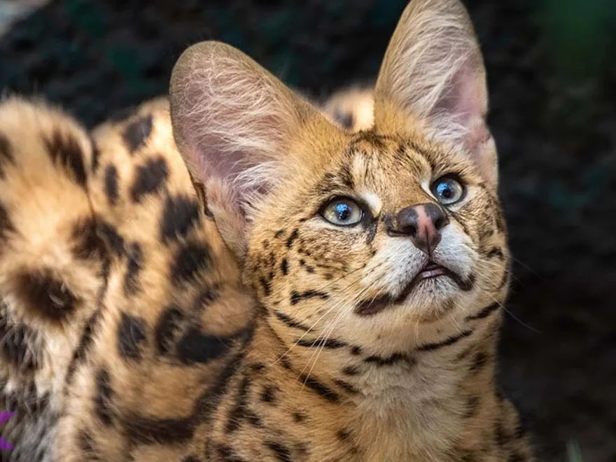 Serval, Si Pelompat Jauh dengan 5 Pola Bulu Spot Cantik