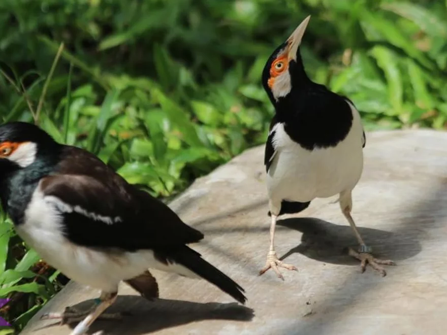 Jalak Suren Jawa: 4 Ciri Unik yang Bikin Burung Ini Beda dari yang Lain