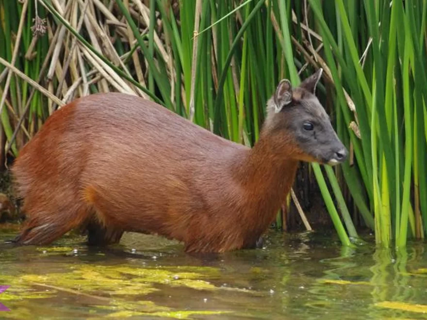 Mazama Rufina Hadir Dengan 4 Fakta Gokil Yang Wajib lo Tau