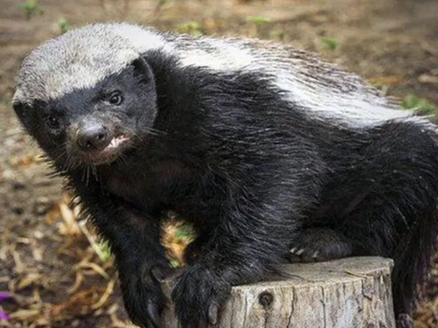 5 Habitat Penting Teledu Madu yang Membentuk Perilaku Mereka