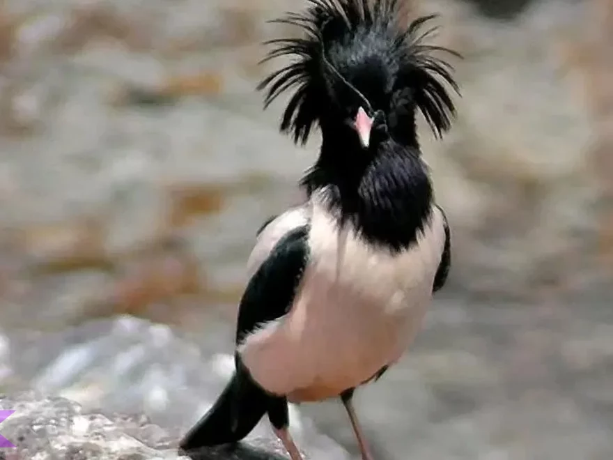 Jalak Mawar Hits Banget: 5 Hal Unik dari Warna dan Suaranya