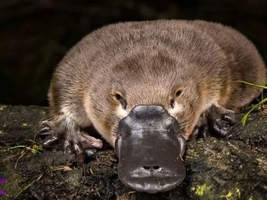 Platipus: 4 Hal yang Menjadikan Hewan Ini Penuh Kejutan