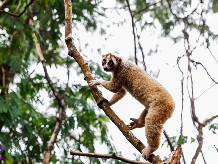 4 Fakta Penting Hewan Kukang Jawa yang Wajib Dijaga Populasinya