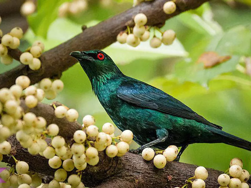 4 Cara Burung Perling Kumbang Bertahan Hidup di Dunia Urban