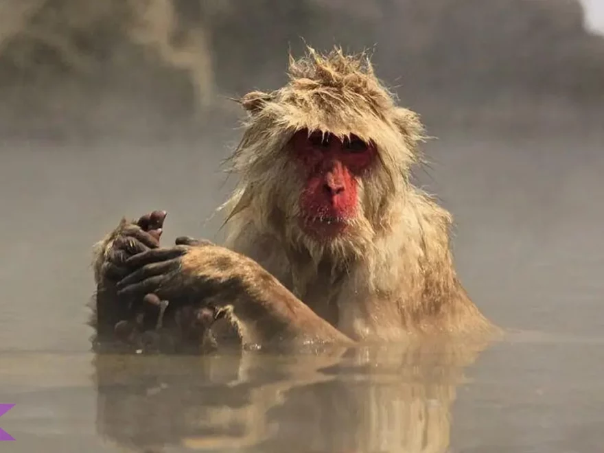 Makaka Jepang Hidup Berkelompok dengan 5 Struktur Matrilineal