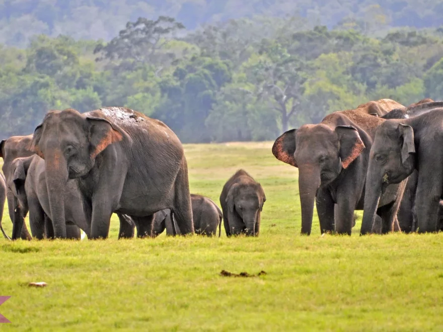 Gajah Sri Lanka Umur Sampai 12 Dekade, Legenda Hidup Parah