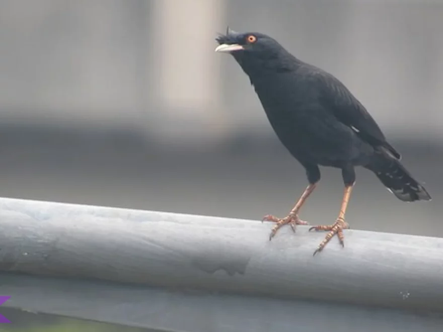 Kerak Jambul Buka 5 Jenis Kicauan Gokil yang Jarang Lo Dengar