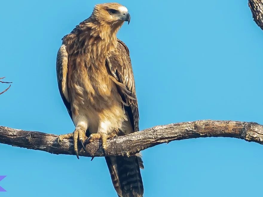 Burung Rajawali Kuskus dan 5 Perilaku Unik Saat Berburu Mangsa