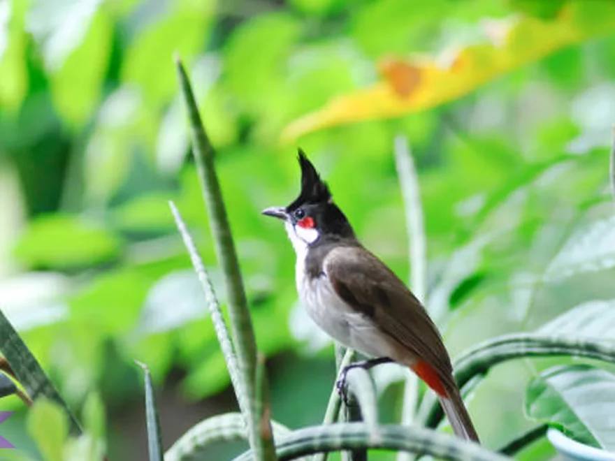 5 Sisi Penting Tentang Burung Kerak India Dari Ekologi & Kebiasaan