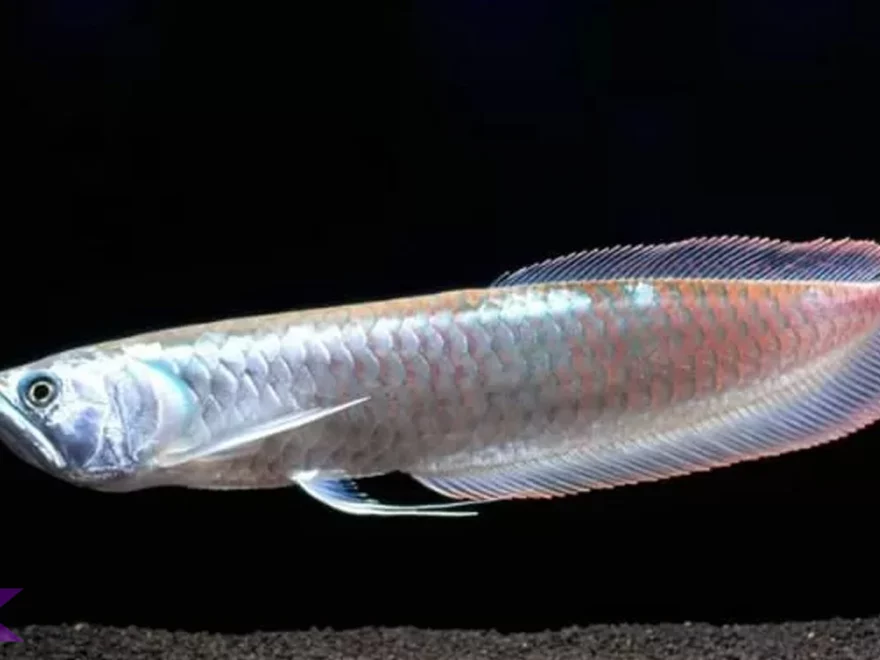 Arwana Perak Tampil Eksotis lewat 4 Detail Gerakan yang Memikat