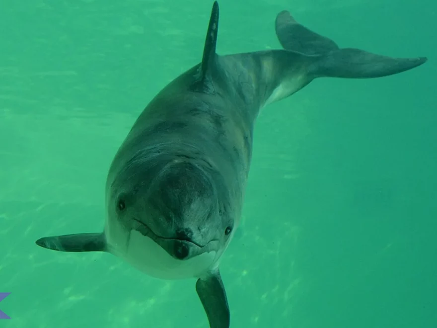 Gondal Pelabuhan, 4 Kebiasaan Menarik Hewan Yang Jarang Dilihat