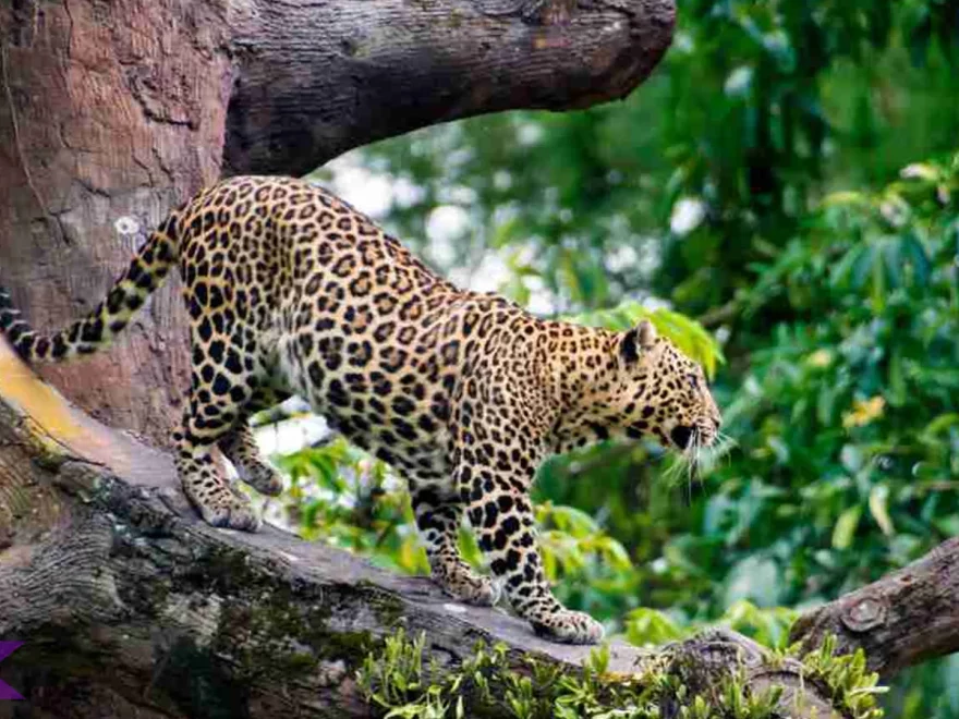 4 Karakter Tutupan Tajuk Rapat Macan Tutul Jawa Gunung Tilu Bahaya