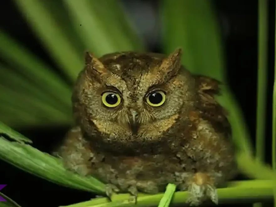 Musim Biak Celepuk Langka, 2 Kali Setahun Picu Populasi Naik 15%