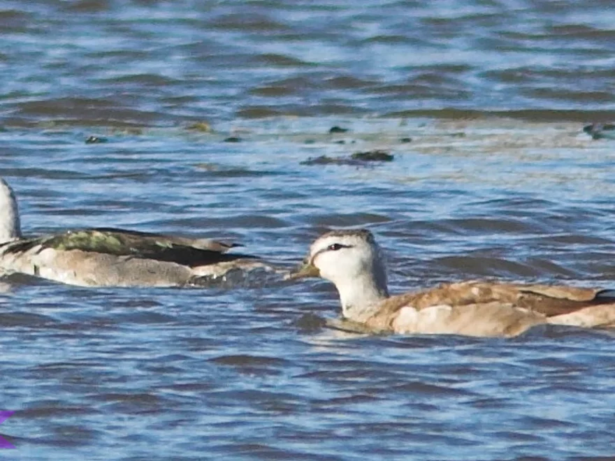 Hewan Trutu Hijau dan Ancaman Kepunahan dalam 4 Faktor Utama