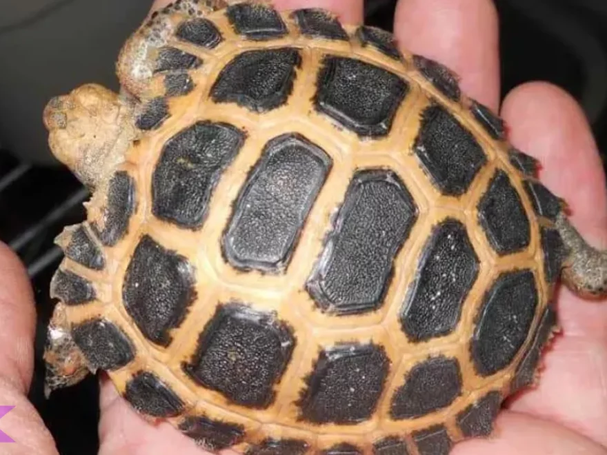 Misteri Baning Sulawesi Hutan: Hidup 90 Tahun Darat Jauh dari Air 2 Km