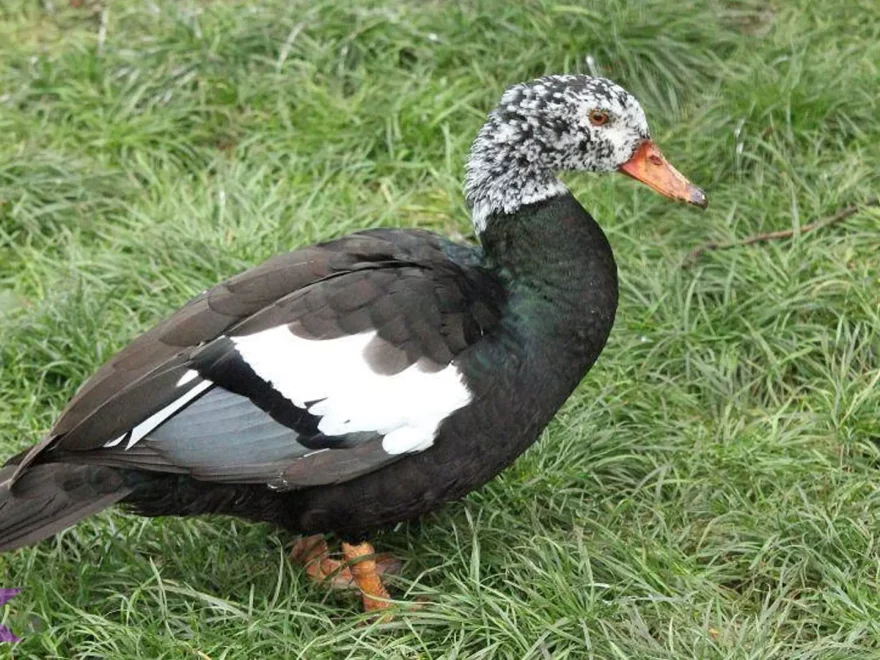 Hewan Mentok Rimba Jadi Perhatian 5 Keunggulan yang Bikin Kagum