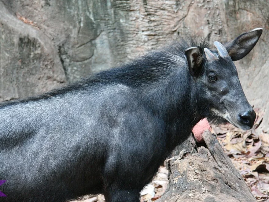 Melompat Tebing 5 Meter: Kemampuan Gerak Kambing Hutan Sumatera