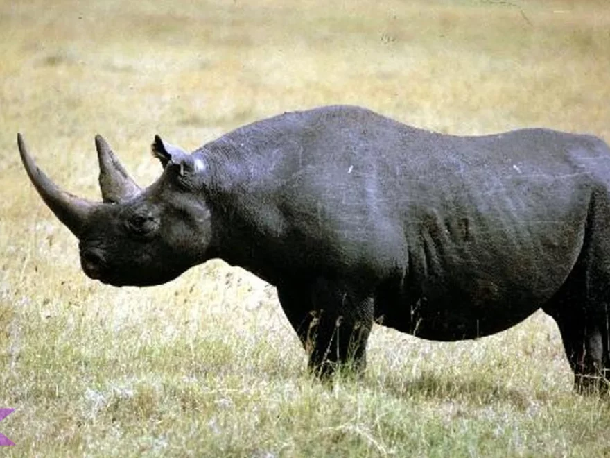 Badak Hitam Diceros Bicornis: 5 Adaptasi Gurun Namibia Mantul