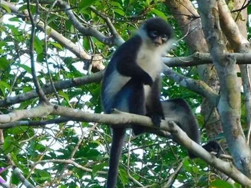 Rahasia Primata Kekah Natuna: 5 Habitat Hutan Primer Picu Ancaman Punah