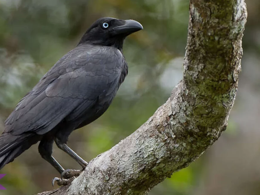 Burung Gagak Torres Tampilkan 4 Kebiasaan Unik di Lingkungan Alaminya