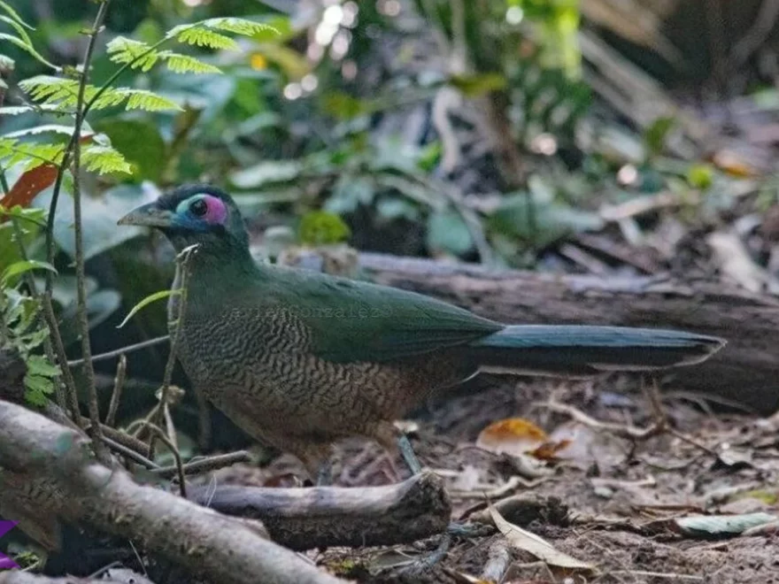 5 Kebiasaan Malam Tokhtor Kalimantan yang Bikin Peneliti Kagum