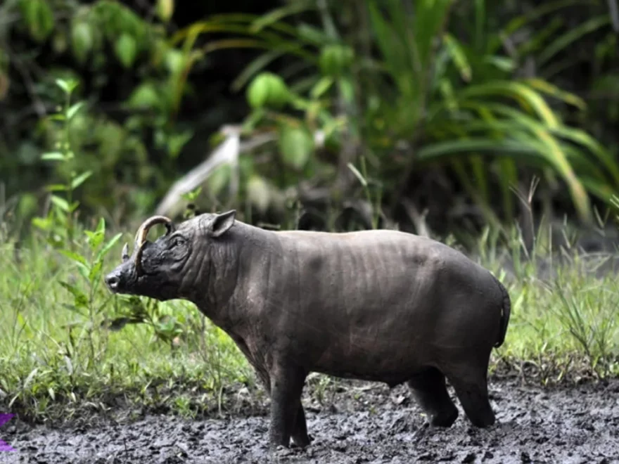 Mengulik 5 Habitat Sulawesi Babi Rusa yang Terancam Punah Banget
