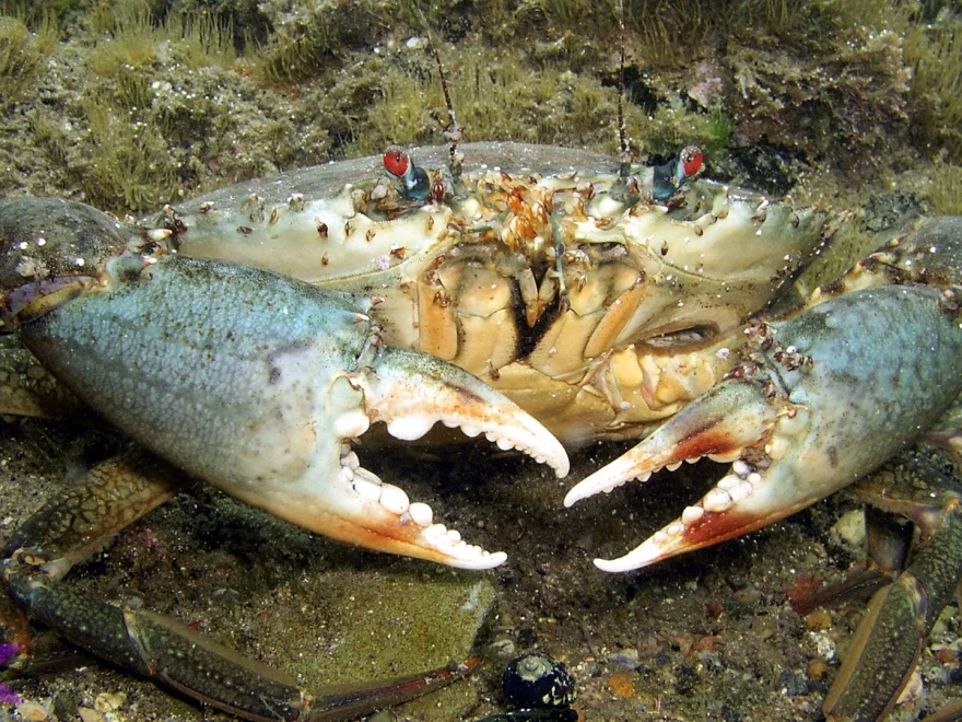 Scylla Serrata Remuk Kerang Capit 3 Duri Tajam, Raksasa Lumpur