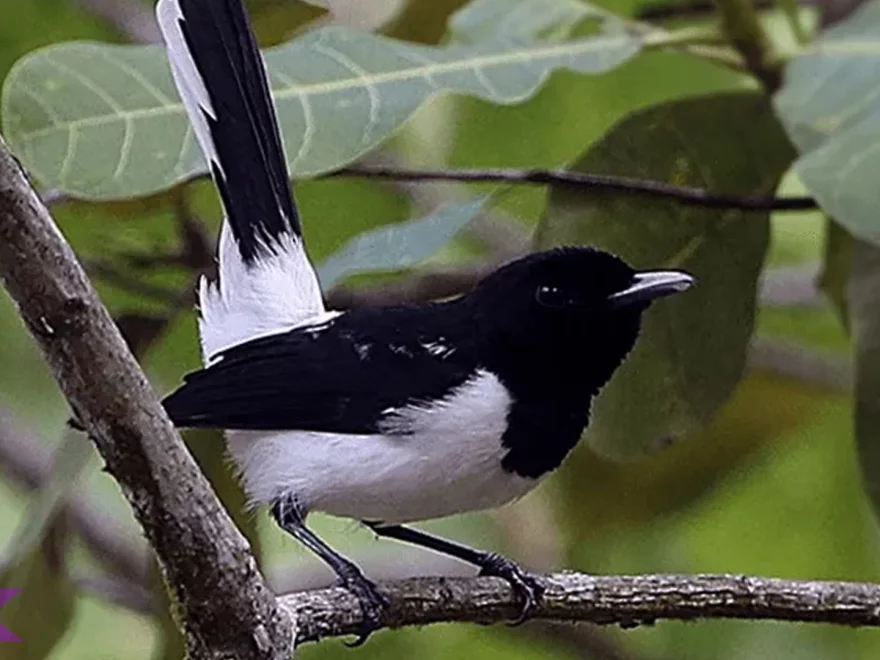5 Eksplor Burung Kehicap Boano Ikon Satwa Endemik Terpopuler