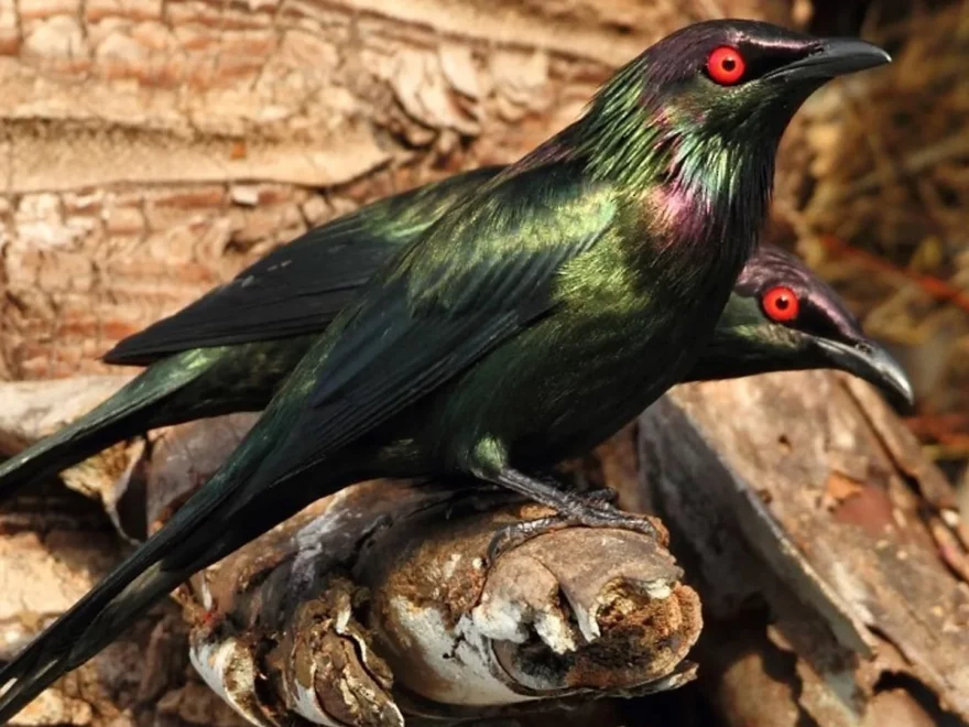 Perling Ungu Sajikan 5 Keunggulan yang Bikin Hewan Ini Istimewa