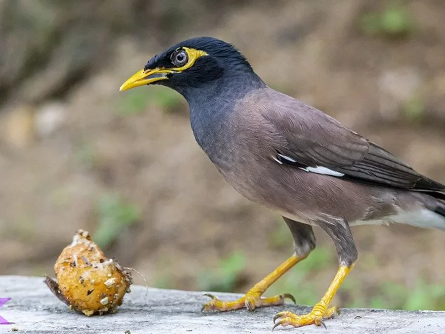 Suara Degukan Kerak Ungu: 5 Nada Unik yang Bikin Burung Lain Ciut