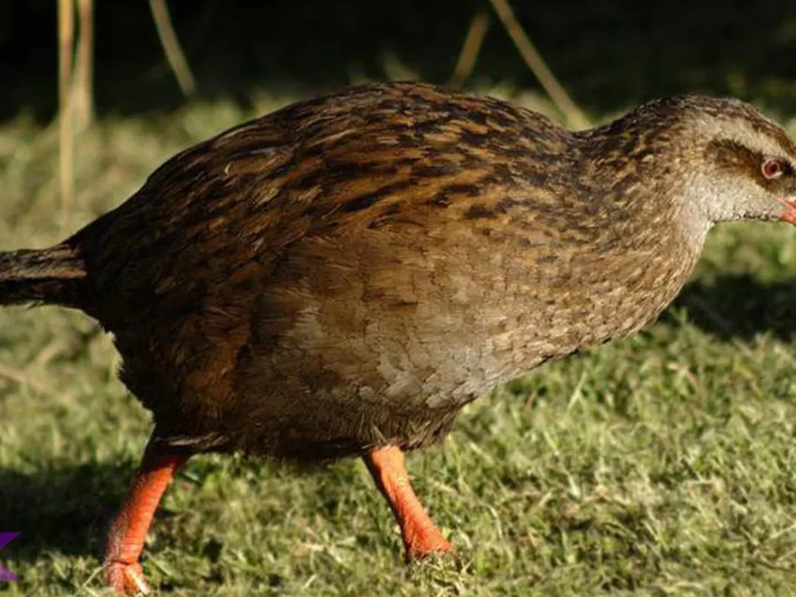 Burung Weka Punya 5 Ciri Super Khas Yang Mudah Dikenali Oleh Peneliti