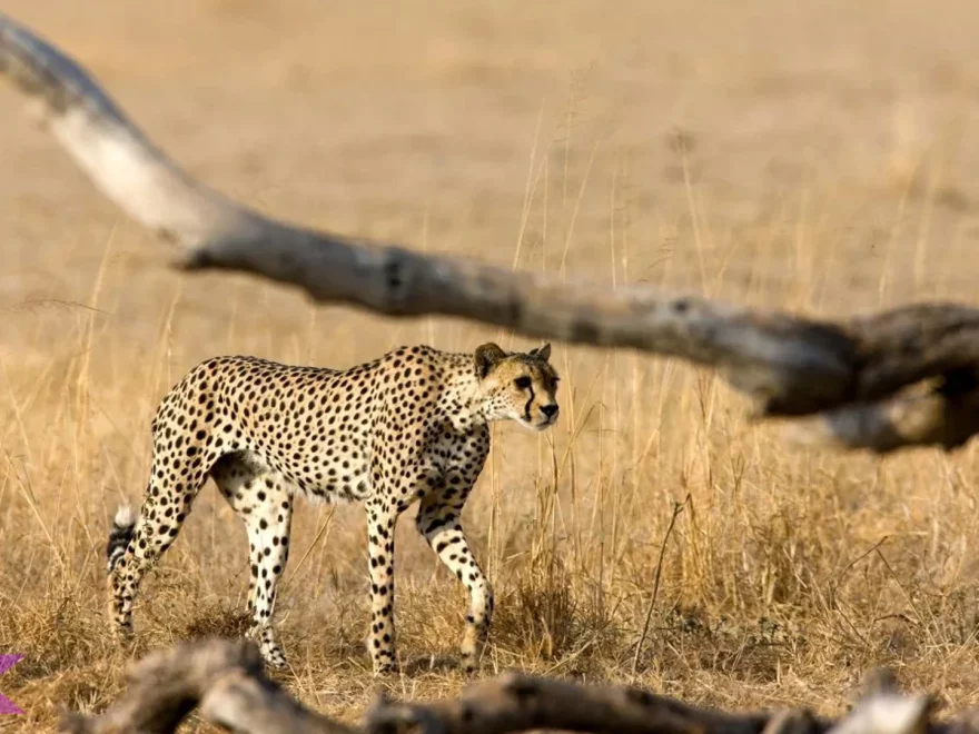 Sensasi 4 Aktivitas Mengamati Citah Afrika Timur Secara Langsung