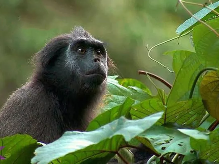 Fakta Menarik Hewan Simakobu 4 yang Jarang Diketahui Peneliti Alam