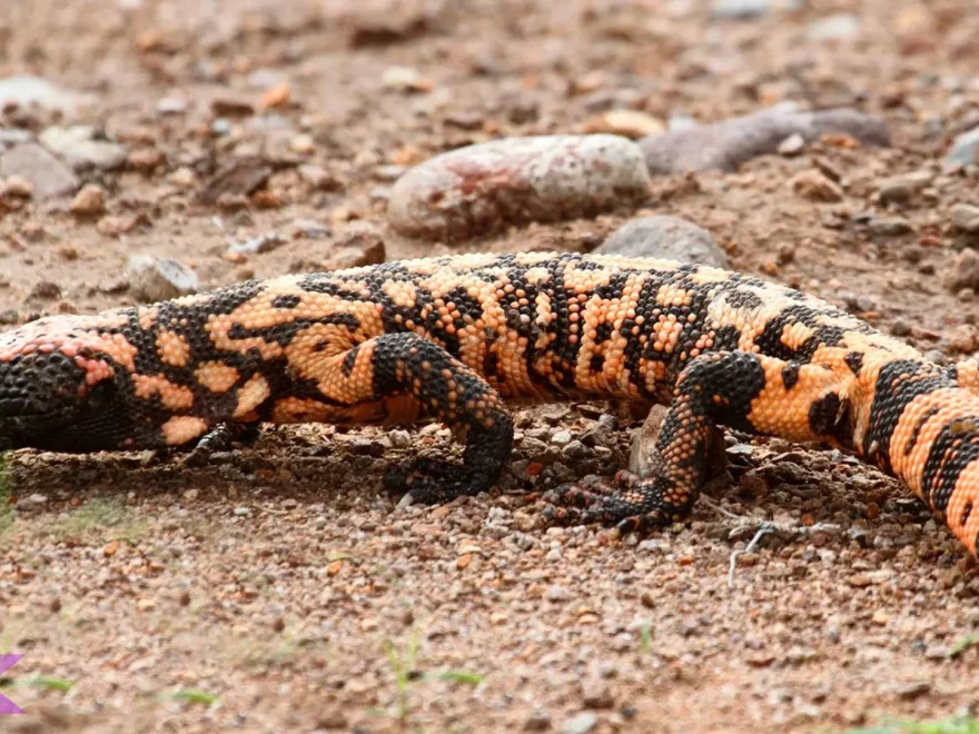 Hewan Heloderma Serta 5 Hal Unik yang Bisa Dipelajari dari Habitatnya