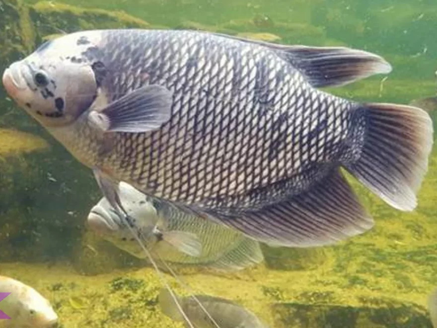 5 Fenomenal Keunggulan Ikan Gurami Dibanding Ikan Lain