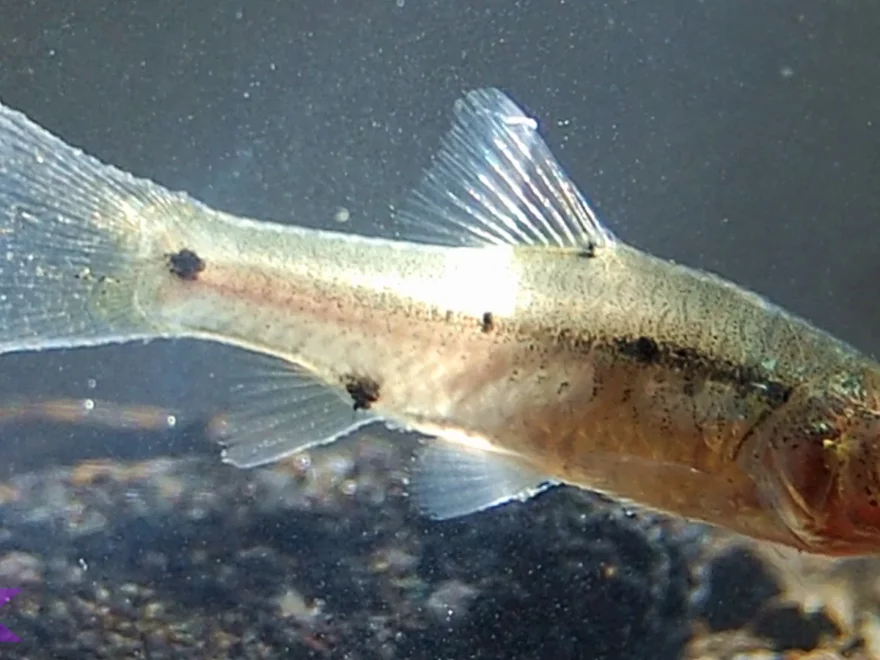 5 Keajaiban Hewan Ikan Wader Goa yang Membuat Peneliti Terpesona