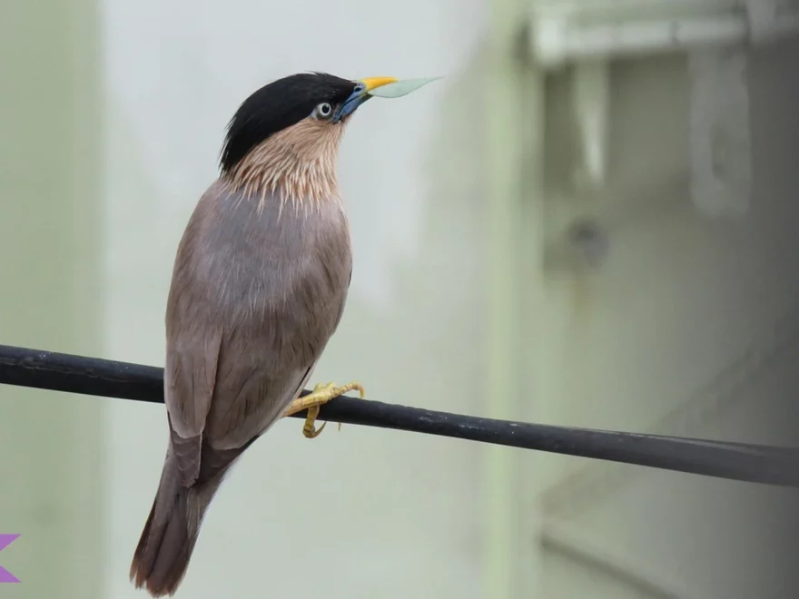 5 Fakta Jalak Brahmana yang Mengungkap Misteri Burung Eksotis