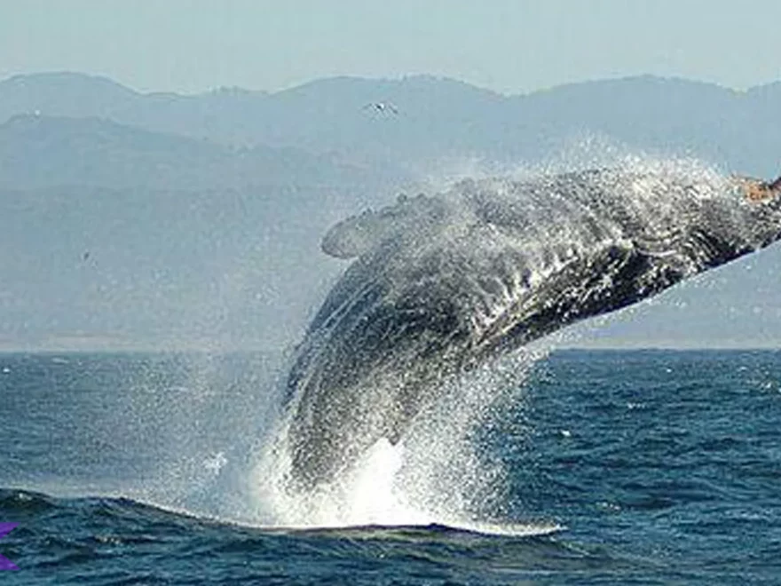 Paus Sikat Atlantik Utara Jadi Fokus Penelitian Dengan 5 Fakta Penting