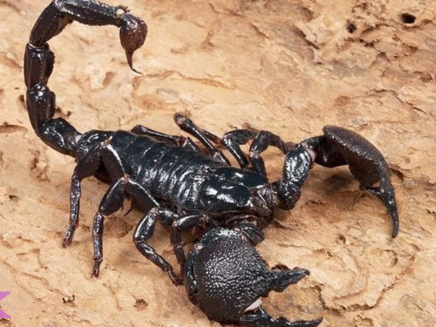 Kalajengking 5 Ciri Fisik Yang Membuatnya Jadi Predator Efektif