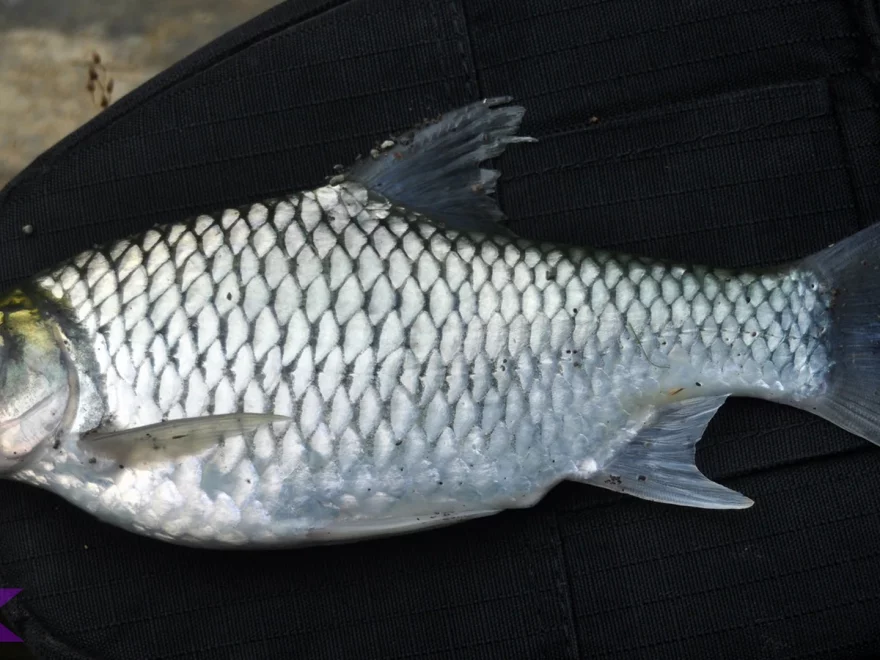 Menyelami Kehidupan Ikan Tawes 3 Jenis Yang Populer Di Perairan Indonesia