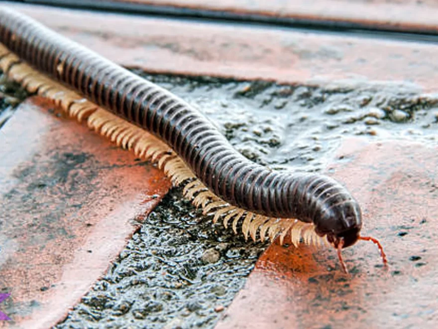 5 Bukti Hewan Kaki Seribu Menjadi Makhluk Paling Menarik Di Alam