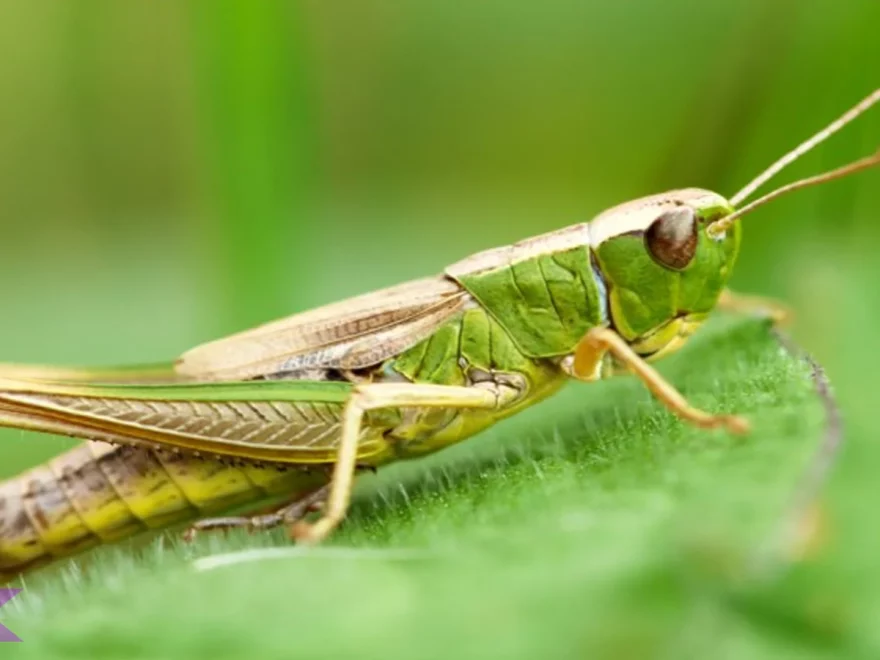 Belalang 5 Hal Penting Tentang Cara Bertahan Hidup Di Alam Liar