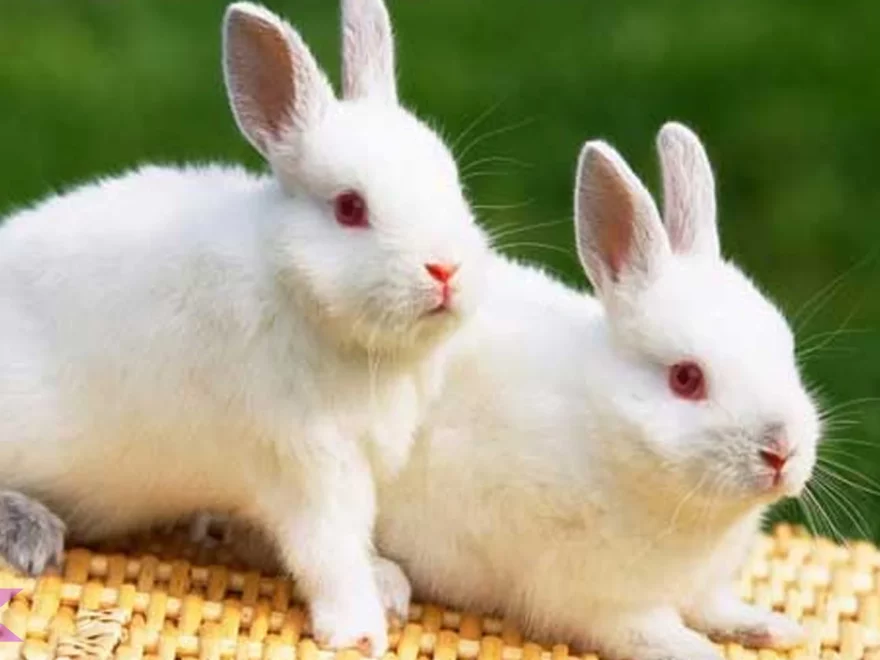 Kelinci Bisa Menunjukkan 5 Sifat Menarik Yang Membuat Gemas