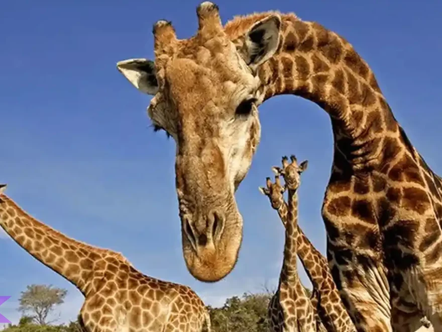 5 Hal Menarik Tentang Jerapah Yang Wajib Diketahui Anak Muda