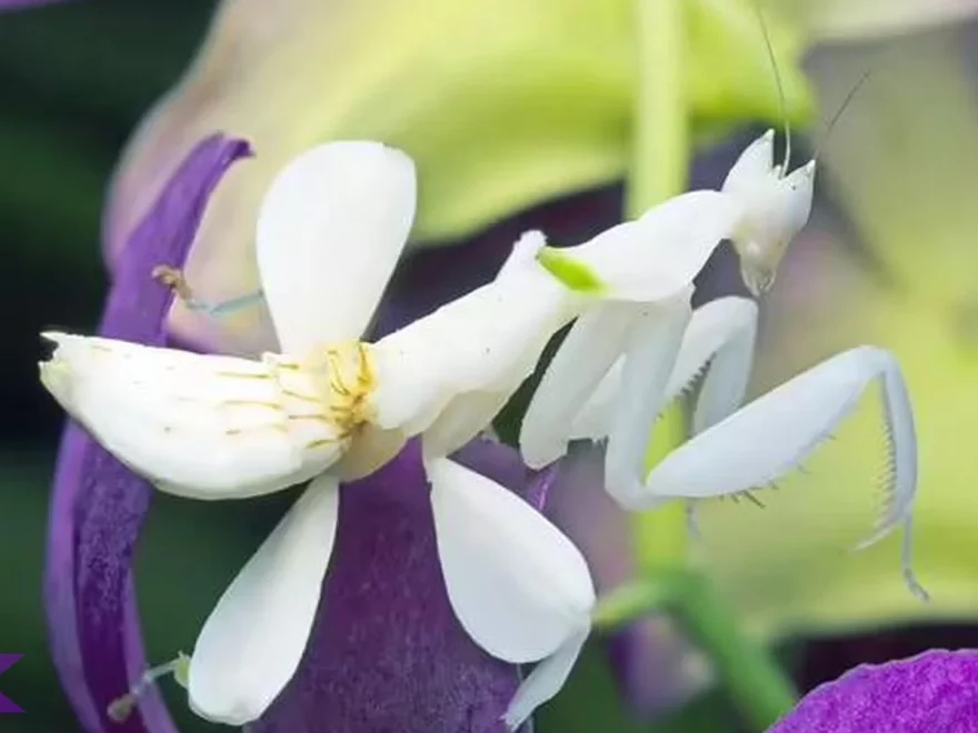 Hewan Belalang Anggrek Sajikan 5 Perilaku Unik Yang Bisa Diamati