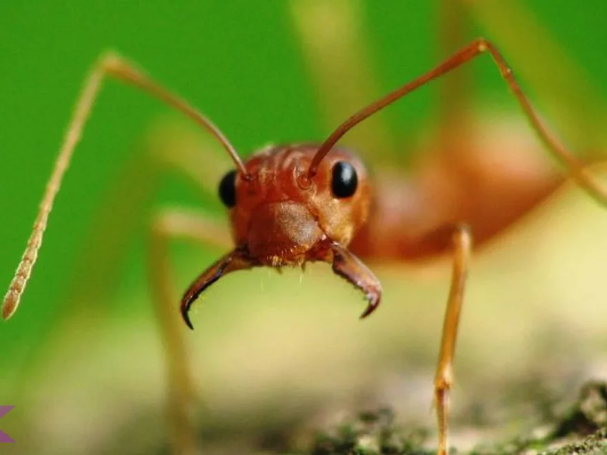 Semut Rangrang dan 4 Peran Penting Mereka Dalam Ekosistem Hutan Tropis